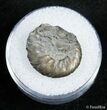 Small Pyritized Jurassic Ammonite Cheltonia - England #2399-1
